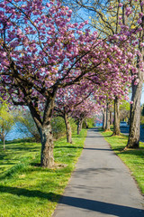 Fototapeta premium Blossoms Along Lake Washington 4