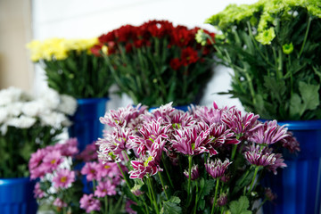 Close-up of flowers of chrysanthemum white and purple in background of rose.