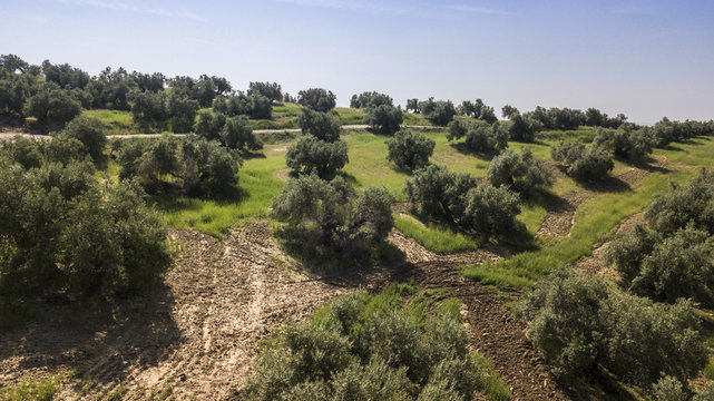 Olive tree from the picual variety near Jaen, Spain