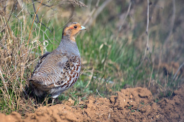 Grey partridge in a beautiful light. Perdix