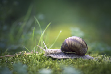 Escargot de Bourgogne 