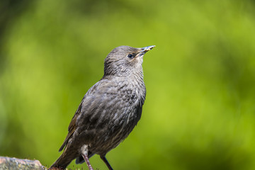 Young Starling (Sturnus vulgaris) searching the sky for its mother for food