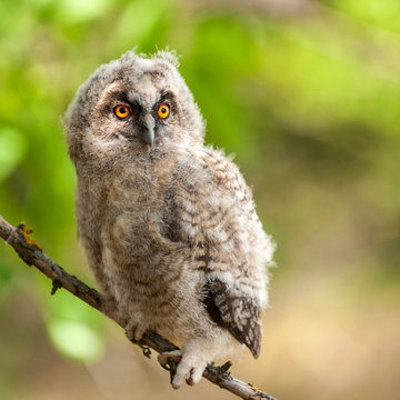 portrait of a young long-eared owl (Asio otus)