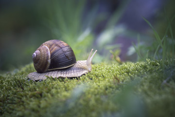 Escargot de Bourgogne 