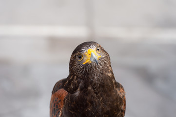 The hawk straight face expression of eye