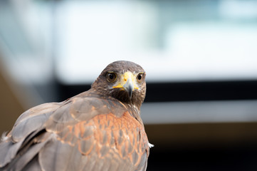 The hawk straight face expression of eye