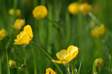 Buttercups in a Cornish meadow