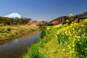 Fototapeta na wymiar Oshino Hakkai village with sakura and mt. Fuji