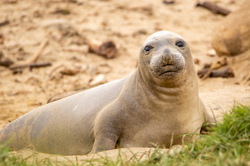Fototapeta premium Elephant Seal