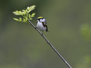 Chestnut-sided Warbler Singing in Spring on Green Background