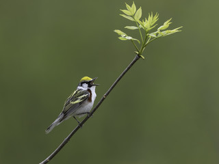 Obraz premium Chestnut-sided Warbler Singing in Spring on Green Background