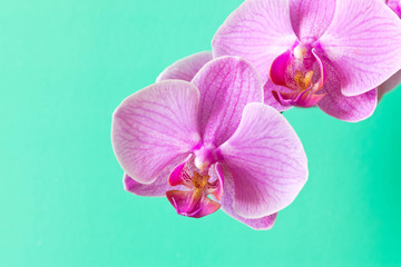 Orchid flower purple. Close up. Conceptual design for greeting card