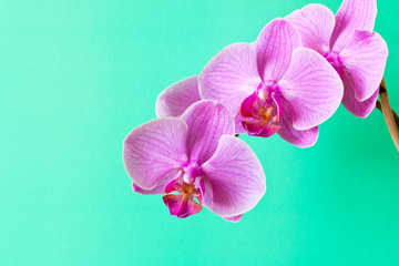 Orchid flower purple. Close up. Conceptual design for greeting card