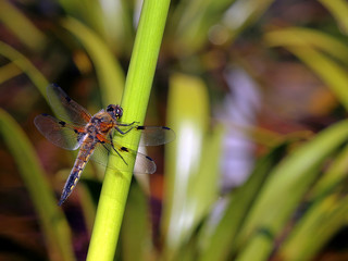 Große Libelle am Teich