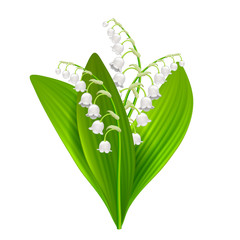 Lilly of the valley isolated on white vector