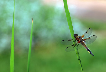Libelle im Grünen