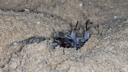 small crab on the beach