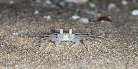 small crab on the beach
