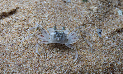 small crab on the beach