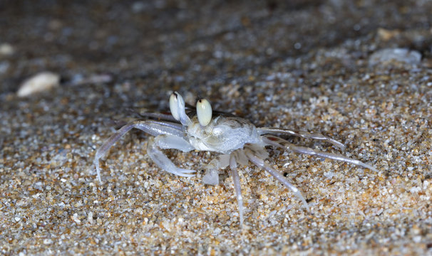 small crab on the beach