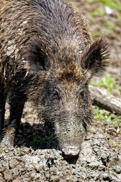 Sanglier