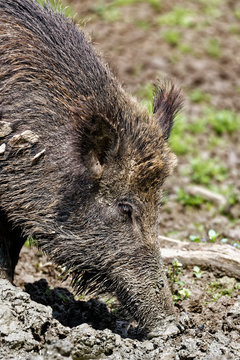 Sanglier