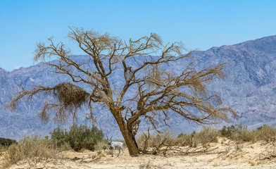 Fototapeta premium The antelope addax (Addax nasomaculatus)known as the screw-horn antelope. Due to danger of extinction the species was introduced from Sahara desert to nature desert reserve near Eilat, Israel