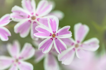 Fototapeta na wymiar Spring flowers.