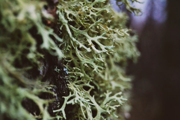 Green wood moss, macro.