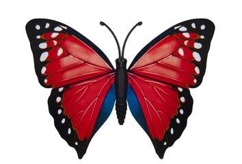 Beautiful colored butterfly