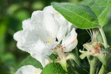 Obraz premium Beautiful flowers of the blossoming apple tree in the springtime.