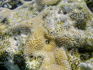 Underwater coral reef