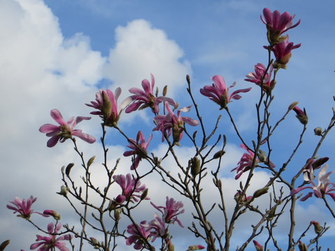 Magnolie vor Wolkenformation