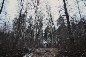 Gloomy forest winter landscape.