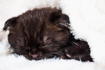 small sleeping kitten pet. Scottish fold kitten