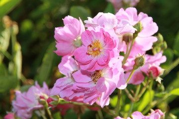 rosa Strauchrose