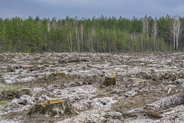 Deforestation. Stump of tree after cutting forest