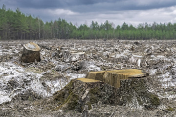 Deforestation. Stump of tree after cutting forest