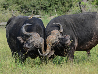 Cape Buffalo