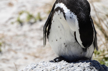 Fototapeta premium Jackass Penguin in Cape Town