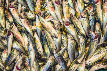 Fototapeta premium Fresh catch of sardine fishes