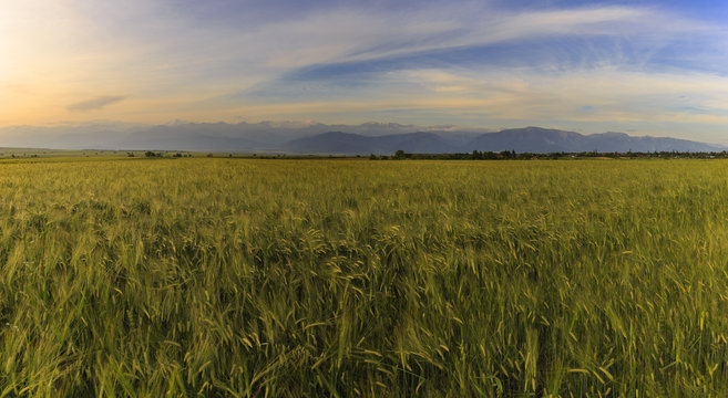 Wheat field and snow-capped mountains © alexmu
