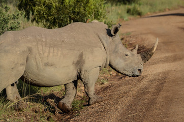 Fototapeta premium Mamma Rhino