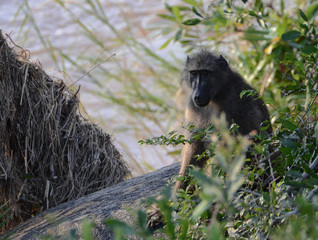 Baboon