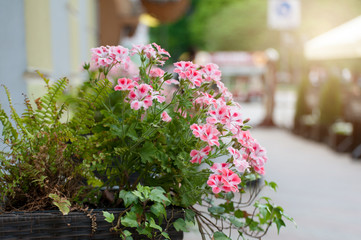Fototapeta na wymiar Pink flowers in a pot on the street in a summer city at sunset