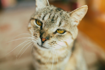 Close up photo of beautiful adult cat at home background indoors