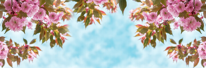 Panele Szklane  Sakura kwiat wiśni zbliżenie na niebo panoramiczne. Szablon karty z pozdrowieniami. Płytka głębokość. Miękkie stonowane. Wiosna natura tło