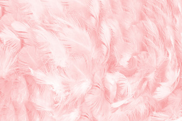 Fototapeta soft pink vintage color trends chicken feather texture background obraz
