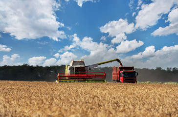 Fototapeta premium Combine working on a wheat field. Combine harvester in action on wheat field.