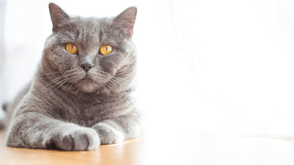 Naklejka na ściany i meble Portrait of a british shorthair cat with expressive orange eyes on window background indoors
